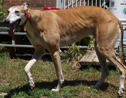 greyhound-crossroads-how-to-know-if-your-greyhound-is-at-the-proper
